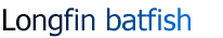 Longfin batfish
