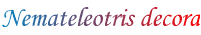 Nemateleotris decora