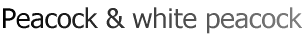 Peacock & white peacock