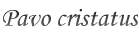 Pavo cristatus