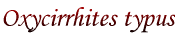 Oxycirrhites typus