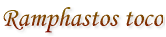 Ramphastos toco