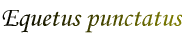 Equetus punctatus
