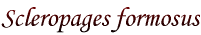 Scleropages formosus