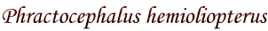 Phractocephalus hemioliopterus