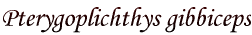 Pterygoplichthys gibbiceps