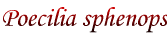 Poecilia sphenops