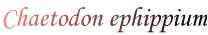 Chaetodon ephippium