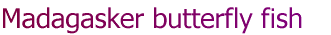 Madagasker butterfly fish
