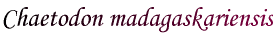 Chaetodon madagaskariensis