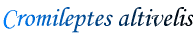 Cromileptes altivelis