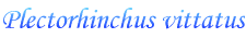 Plectorhinchus vittatus