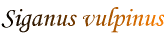Siganus vulpinus