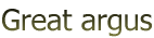 Great argus