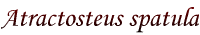 Atractosteus spatula