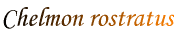 Chelmon rostratus