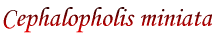 Cephalopholis miniata