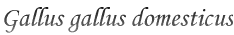 Gallus gallus domesticus
